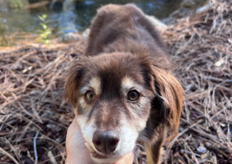 Carousel Slide 4: Custom nutrition plans for happier, healthier pups!