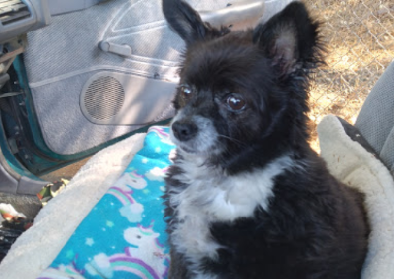 Carousel Slide 2: Our happy and healthy puppy post surgery