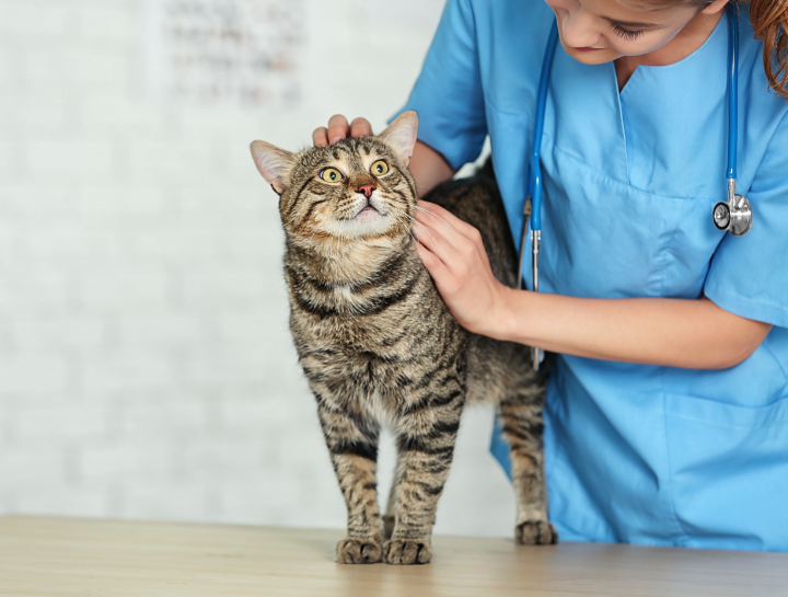 Feline Virus testing offered at Best Friends Animal Clinic